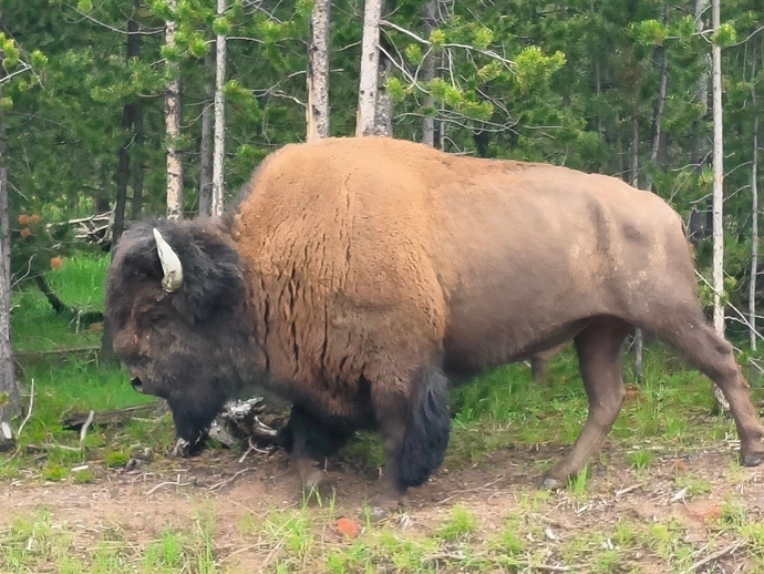 最難忘的生日派對-美國野牛（Bison)，頭大角尖，前軀壯碩，完全就是「美女與野獸」的野獸造型。