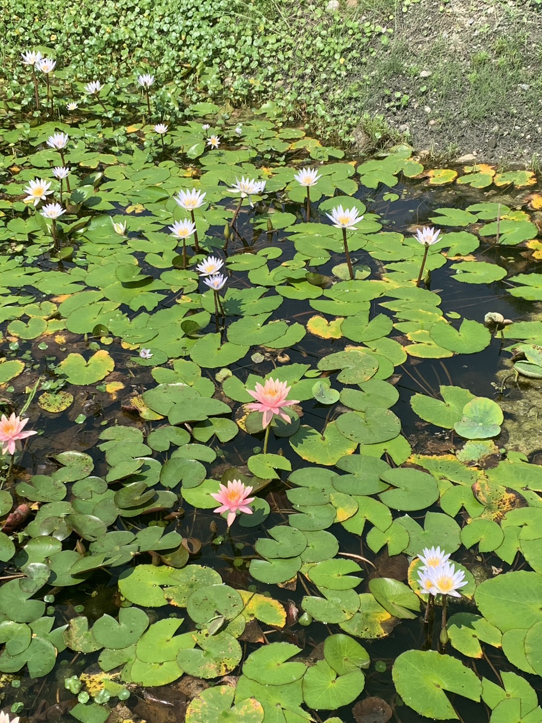 荷花、蓮花互相競爭，蓮花盛開，白、粉紅、藍、藍白，小小一池水，有好多種蓮花。