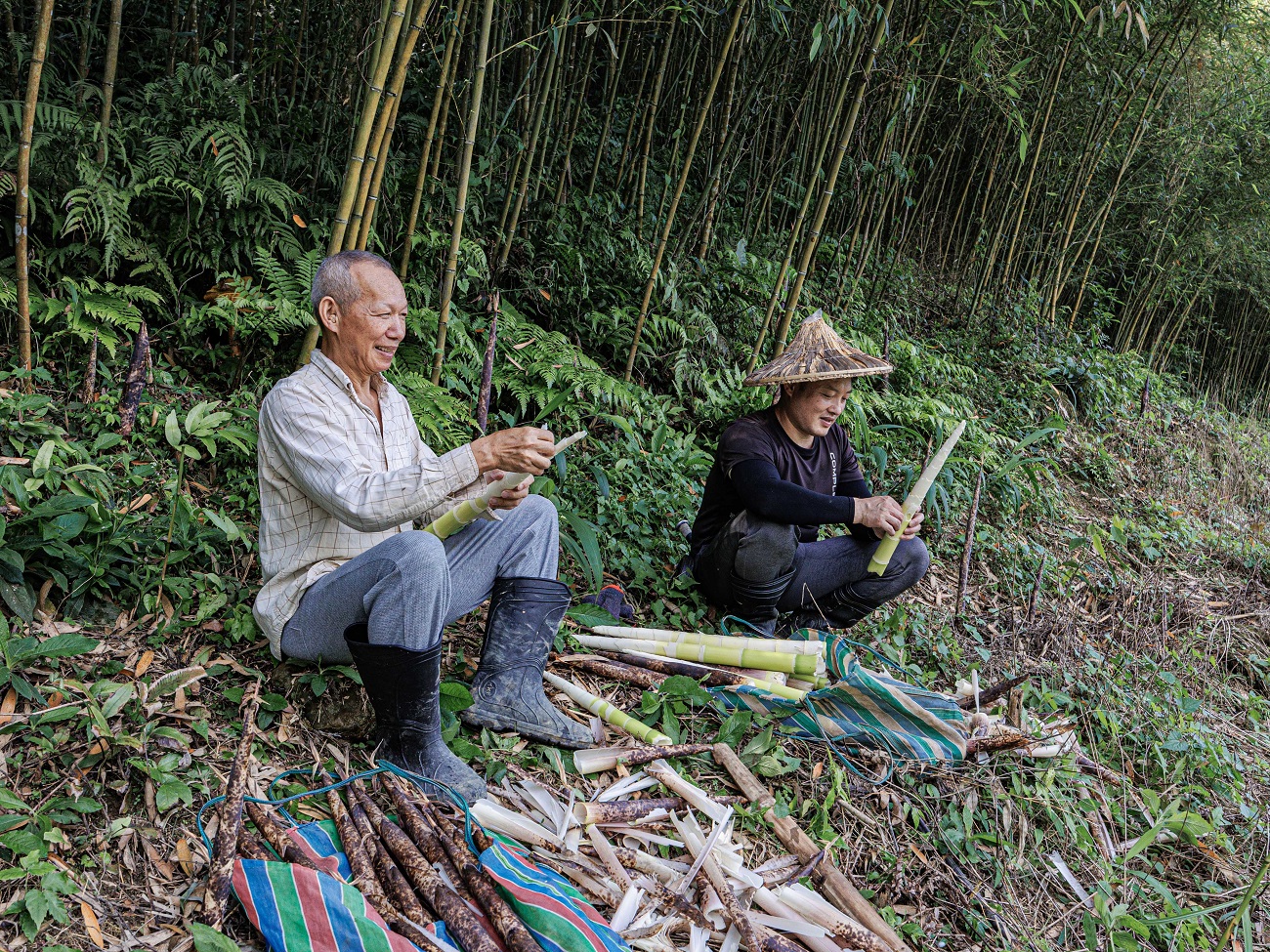 採麻竹筍享受豐收喜悅