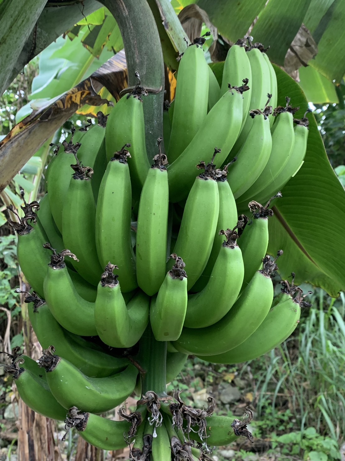 香蕉穗狀花蕾長出串串香蕉。
